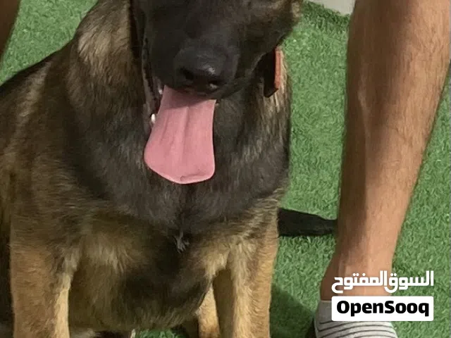 جرو مالينها