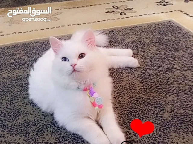 ولاشي 0000000000000000000000000000000000000000000000000000000000000000000000000000000000000000000000