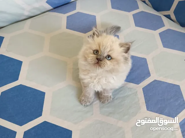 Pure Ragdoll Kittens