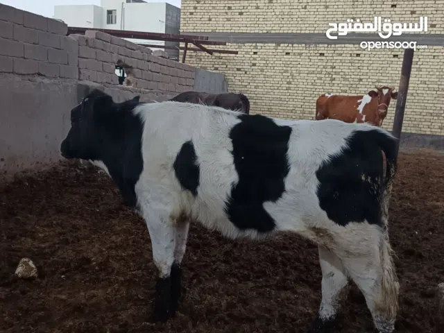 عجل أسترالي للبيع بمليون وسبعمية وخمسين