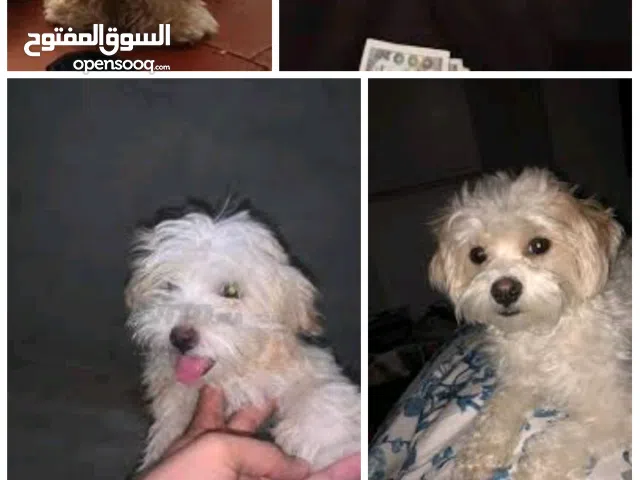 كانيش بيشون