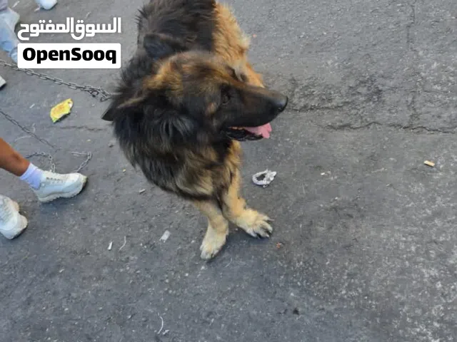 كلب مدرب عمرو سنتين