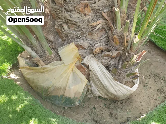 فسائل برحي عدد 3
