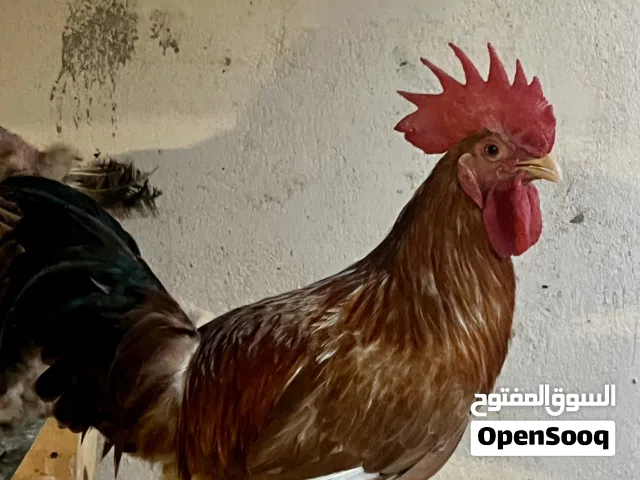 دجاج صوص بيض