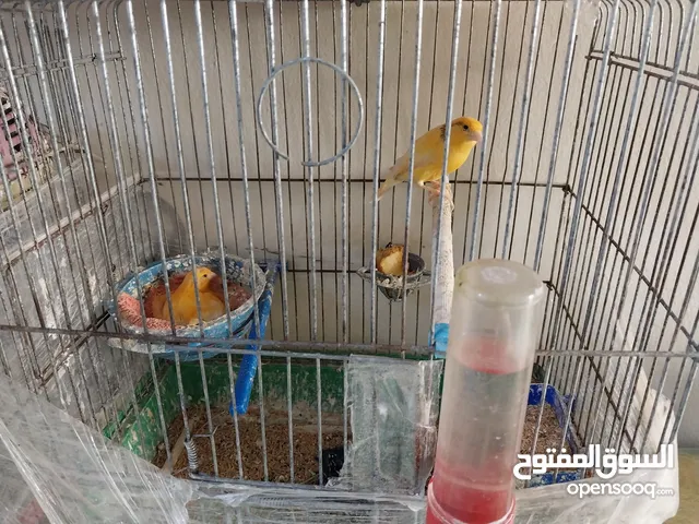 كناري للبيع