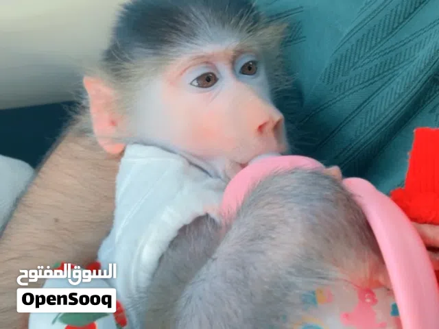 قردة انثى للبيع عمرها 8 شهور