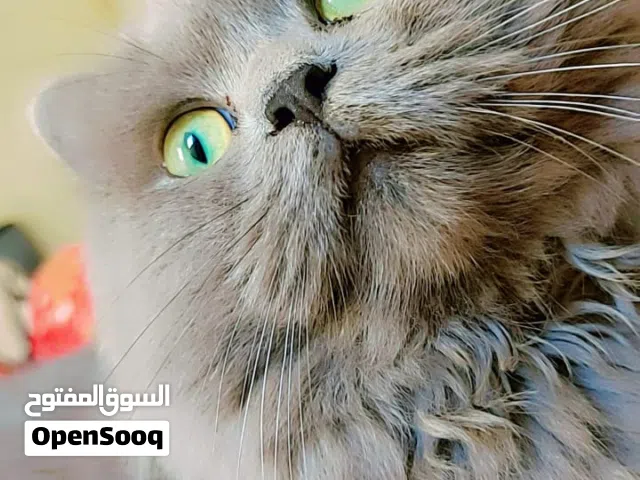 British Persian, Beautiful, super healthy, and extremely playful