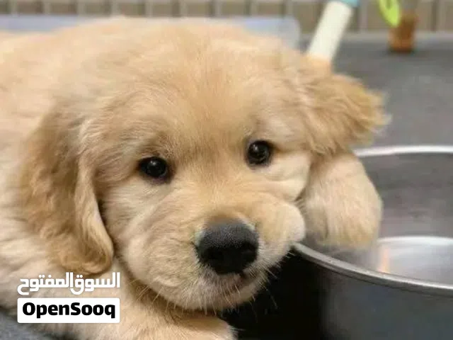 جولدن ريتريفر بريطاني أصلي Golden retriever pure