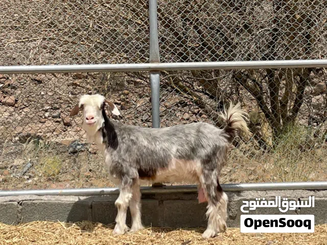 عنز من حلال الرحوب الفاخر