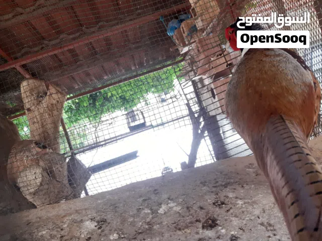 السلام  عليكم يوجد فروج حجل الفزون ربي يبارك السعر ساوم