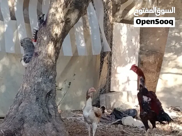 بيض بكستاني