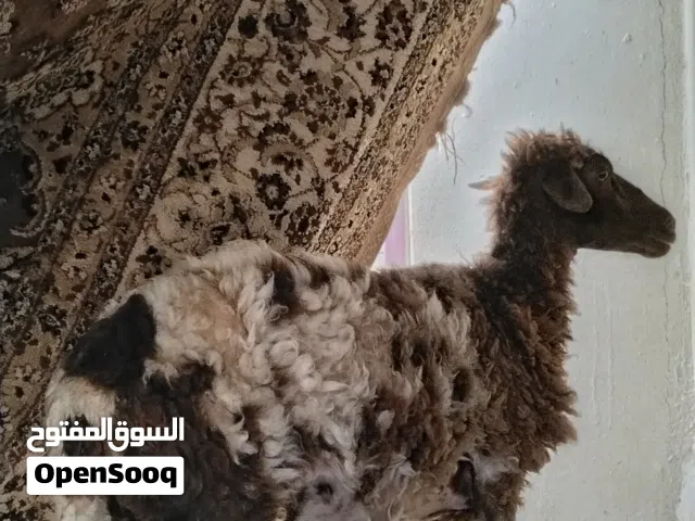 جاعده مكرانيه