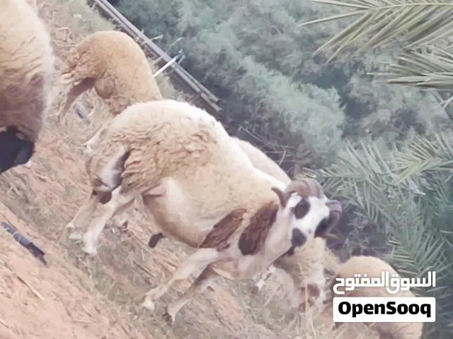 كبش فحل للبيع