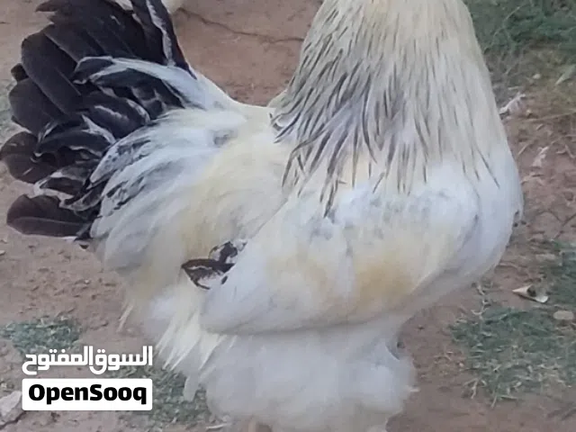 للبيع دجاج