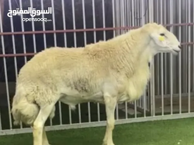 فحل حري ببور