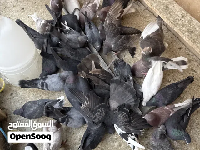 حمام كويتات للبيع الحبة 25 درهم