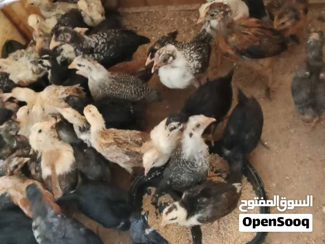 فلاليس للبيع