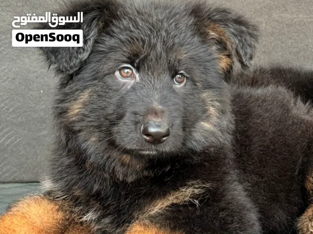 جرمن شبرد بيور سعر 300 رقم تواصل