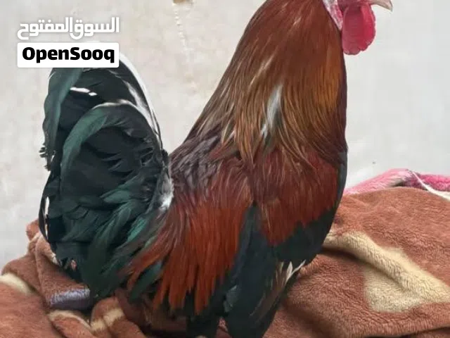ديج شمسي للبيع سعر 30