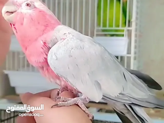للبيع كوكاتو جالا أليف