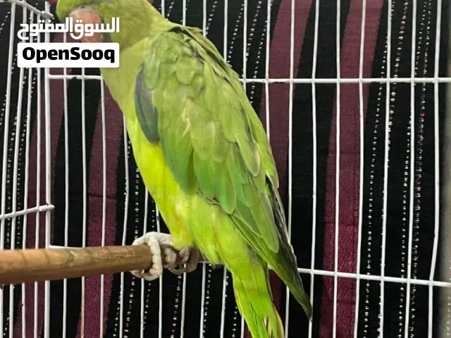 ببغاء درة/عدن