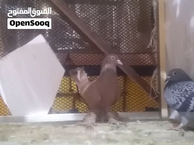 حمام للبيع