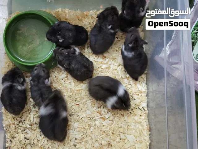 american hamster for sale