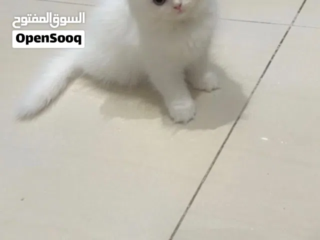 انجل الملاك سكوتش فولد أنثى
