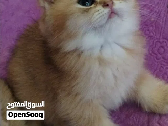 Pure Beautiful British Short Hair Ny12 Golden Chinchilla kittens  3 months. Only for connoisseurs!