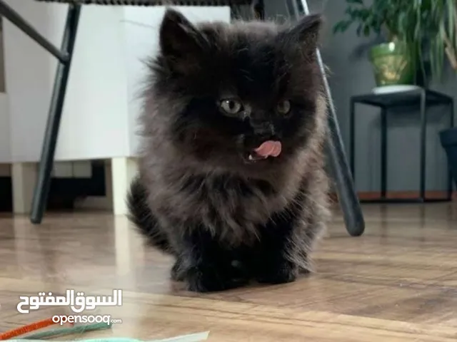 شانشلا كتن عمر 50 يوم