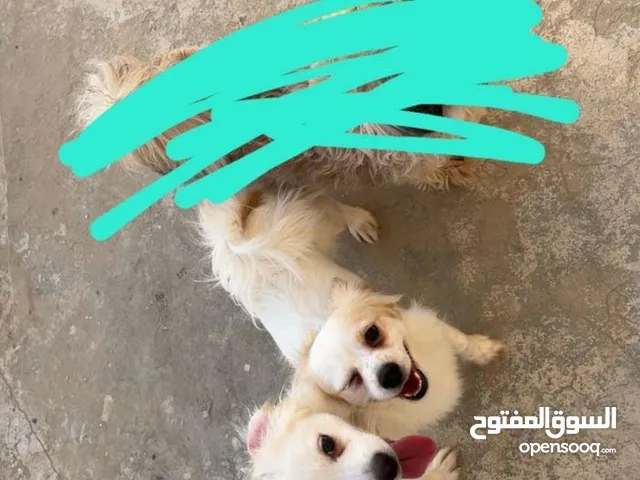 كلبين للتبني سوا