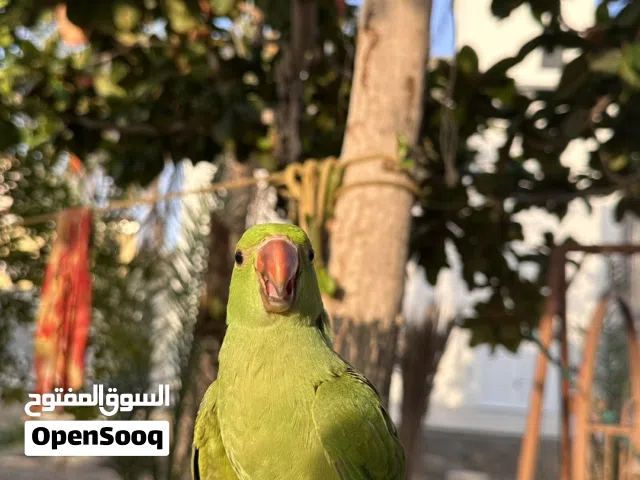 بغبغاء دره اليف جدا