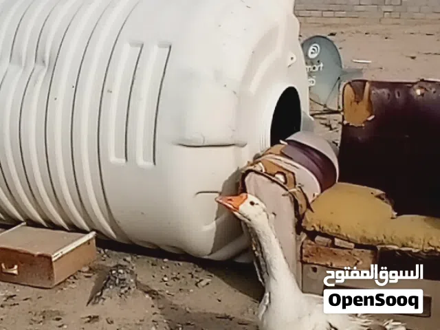 فحل نظيف وحلو