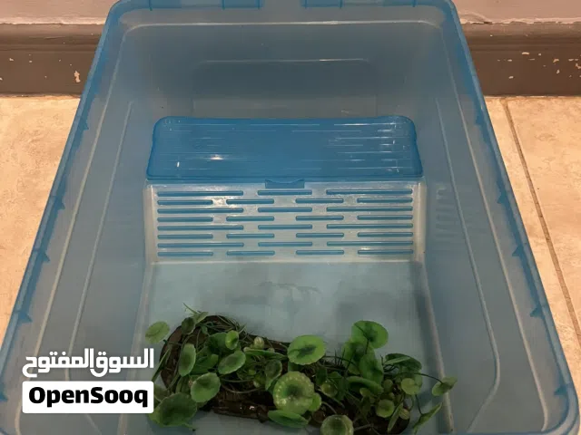 حوض سلاحف او سمك