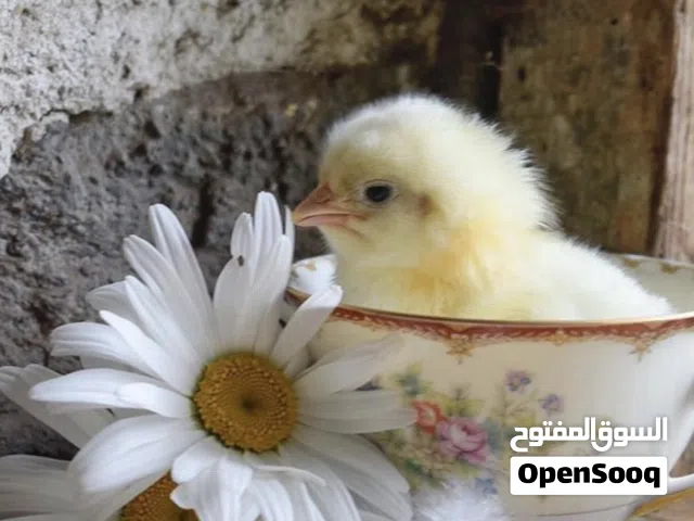 صيصان دجاج