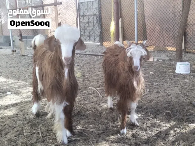 جدايه أثنين للبيع بصحه جيدة