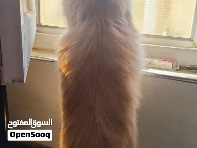 قط بيرشن اصفر العيون صفر العمر سنة ونص
