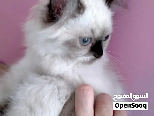 قطه هيمالايا شوكلت عندها شهرين