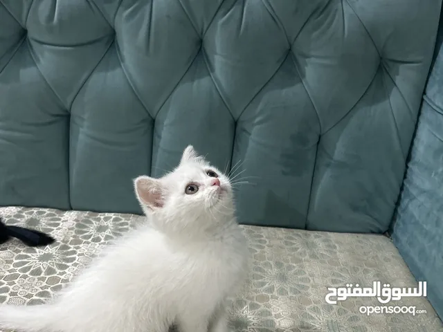 قطة كيتن بيضاء للبيع