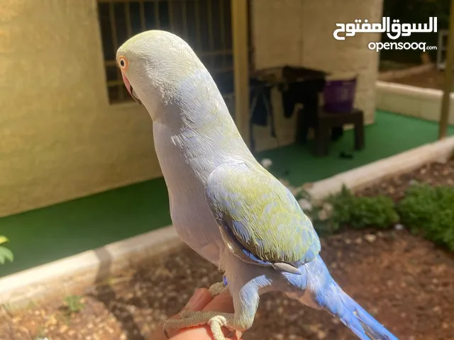 ببغاء دره لون مميز جدا تركواز بدايه طوق محجل اليف جدا جدا جدا