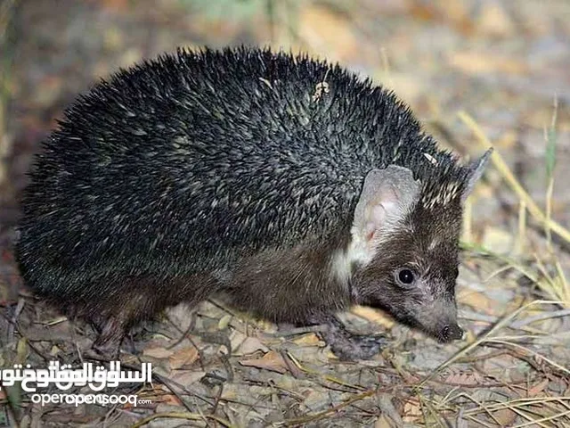 قنفذ لايف ياكل العقارب ولاافعي أليف جدا جدا جدا