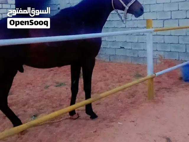 حصان للبيع