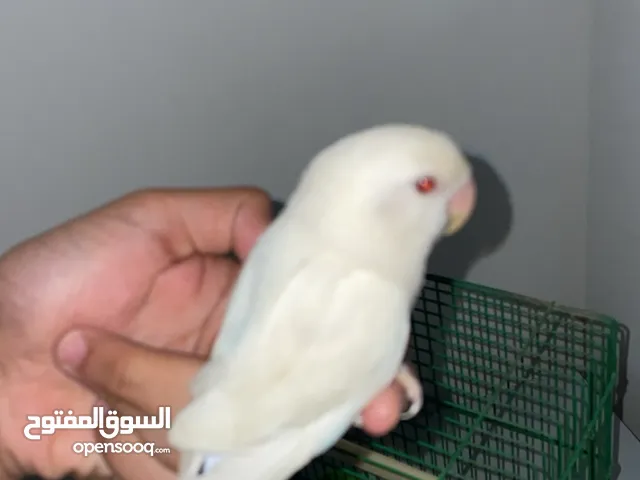 روز البينو اليف