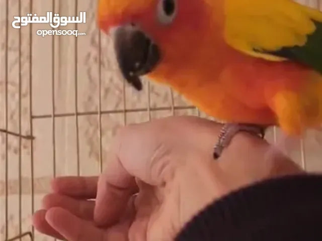 ببغاء صنكنيور ذكر اليف ( الوصف ضروري )