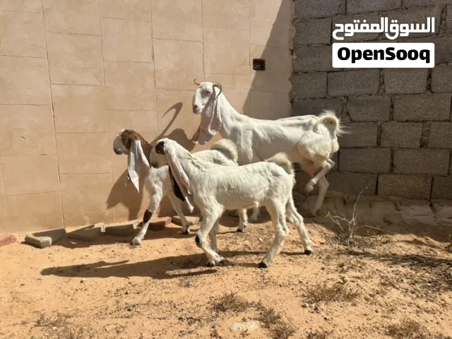 عنز هجين للبيع