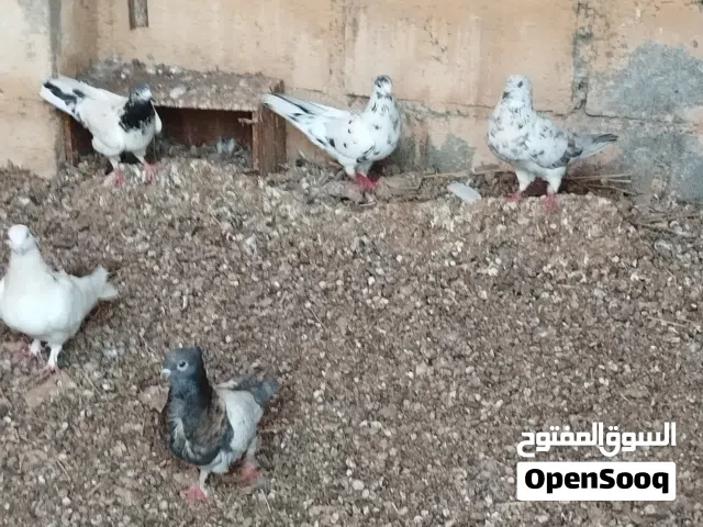 للبيع حمام عادي وباكستاني