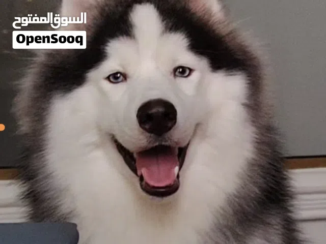 Dog Alaskan dog Malmut Pure