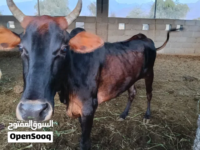 بقره للبيع