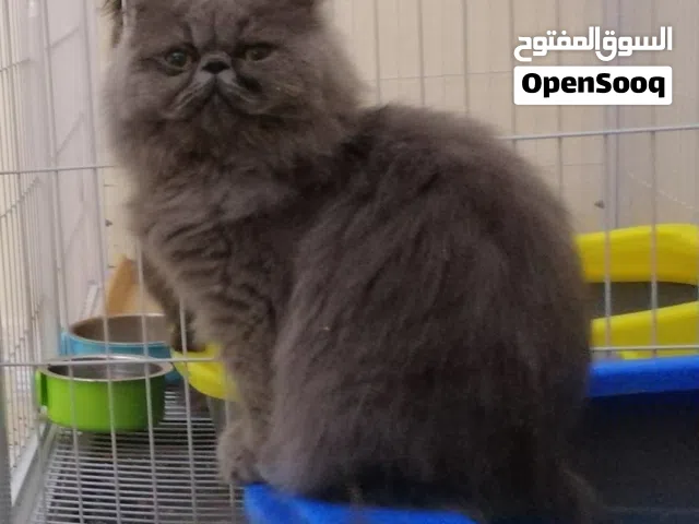 أنثى بيكي فيس