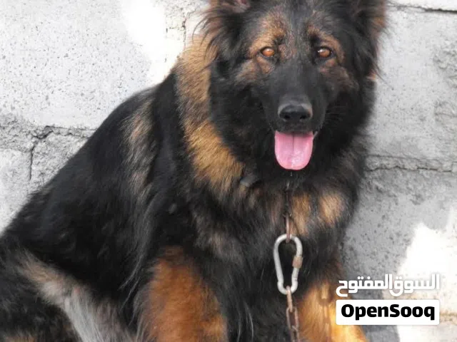 كلاب جيرمان شيبرد
